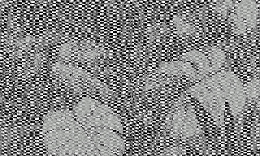 EXPEDITION - PAVE DU NORD