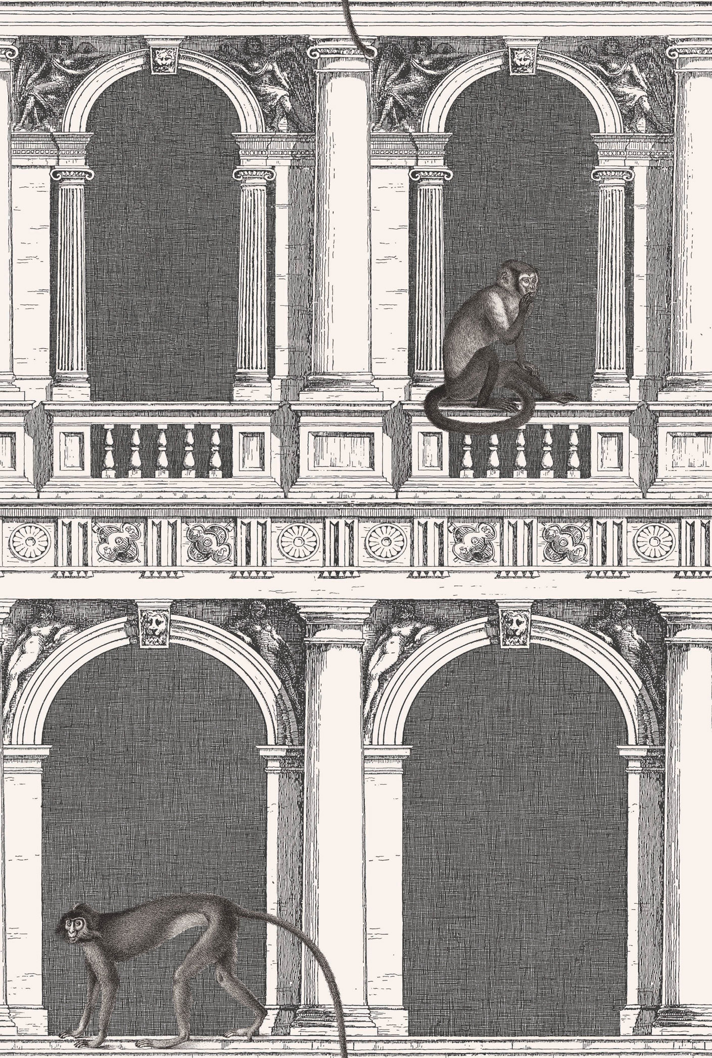 PROCURATIE E SCIMMIE - B/W